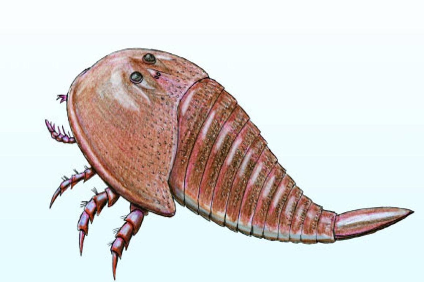 300 milyon yıl önce yaşamış bir deniz akrebi