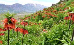 Sadece 20 gün yaşıyor: 'Ağlayan gelin' koparana 224 bin lira ceza