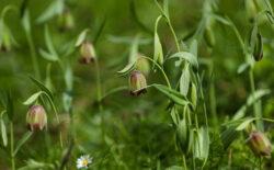Çam Dağı'nın etekleri ters lalelerle bezendi