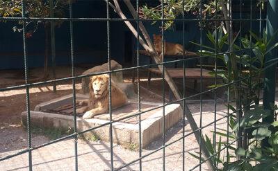 Siz çocuğunuzu aslan kafesine sokar mısınız?
