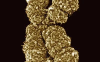 ‘Uzun telomer, uzun ömür’ efsanesinin sonuna doğru