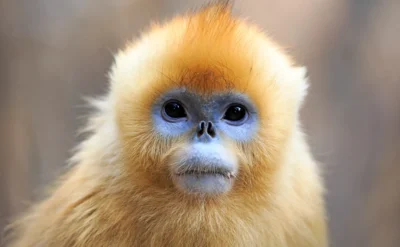 En yakın akrabalarımızın genleri bizi de anlatıyor