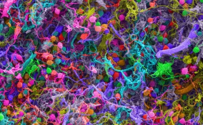 ‘Bilinç’ araştırmacıları arasında büyük bir kavga çıktı