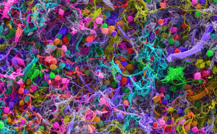 ‘Bilinç’ araştırmacıları arasında büyük bir kavga çıktı