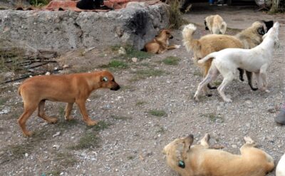 Köpeklere kıymayın efendiler!