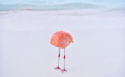 10’ca bilim arasından: Bir gerçeklik sorunu… Bu flamingo fotoğrafını insan mı çekti, yoksa yapay zeka ürünü mü?