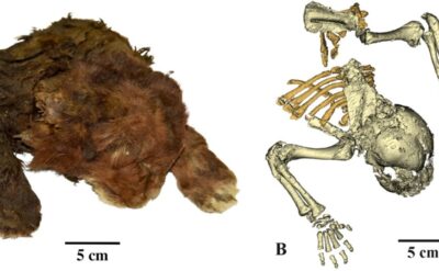 Sibirya’da 37 bin yıllık pala dişli kedi yavrusu mumyası bulundu: Deriden kürke her şeyiyle korunmuş