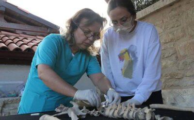 Muğlalı gladyatörlerin DNA’larına ulaşıldı: Bakalım onlar kimmiş?