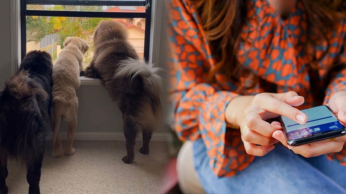 Köpeklerini Instagram’a yükledi: 2 milyon TL kaybetti