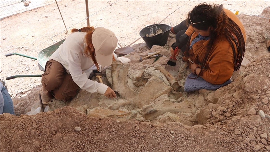 Çankırı’daki Jurassic Park: 9 milyon yıllık fil, gergedan ve zürafa fosilleri bir arada bulundu