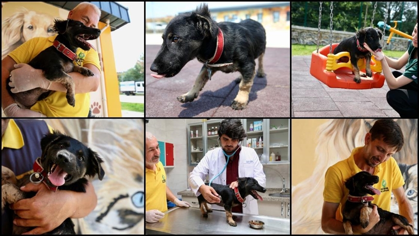 Kocaeli’de sıcaktan asfalt eridi, köpek yavrusu zifte yapıştı