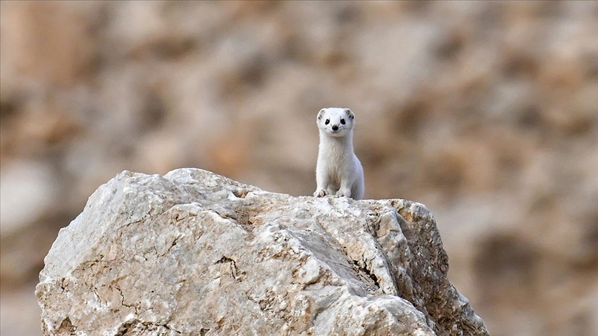 Bu fotoğrafı çeken de gören de şanslı: ‘Beyaz gelincik’