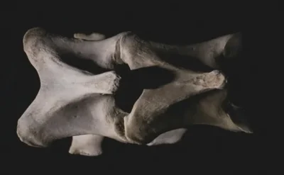 70 yıllık yanılgı: Mamut diye saklanan kemikler balinaya ait çıktı!