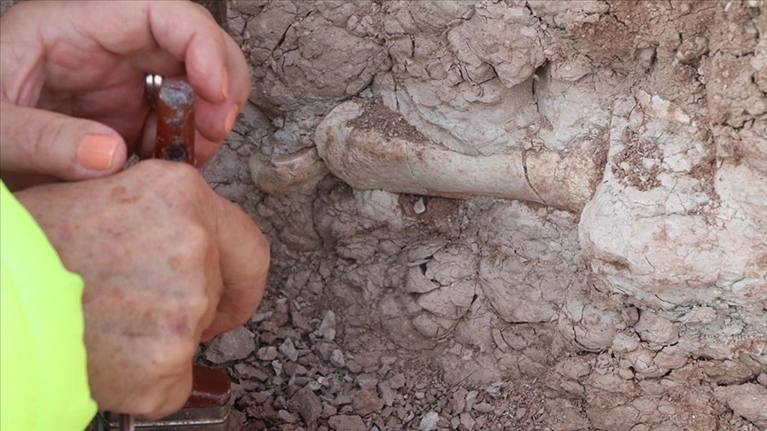 Zürafadan gergedana: Çankırı’da bu sezon 200 fosil çıkarıldı