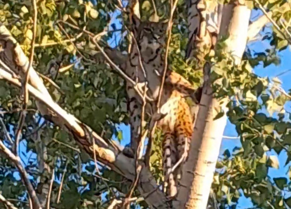 Muhteşem güzellik: Anadolu parsı Tunceli’ye döndü