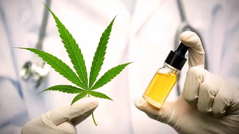 Bir efsanenin çöküşü mü? Tıbbi marihuananın hiçbir faydası bulunamadı!