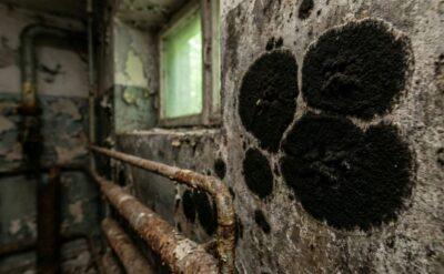 Çernobil’in radyasyonla beslenen mantarı NASA’ya ümit oldu