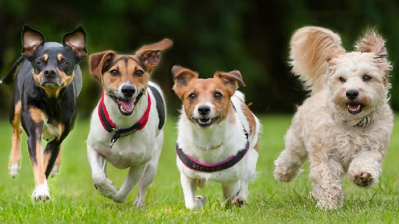 Köpek sahibi olmak demans riskini azaltıyor