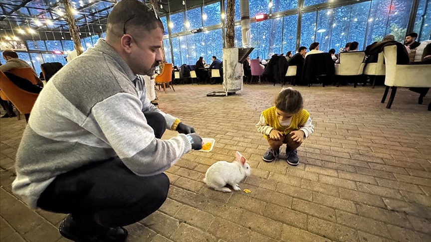 Tavşan ‘Tombiş’: Kedinin ağzından kurtarıldı, kafenin maskotu oldu