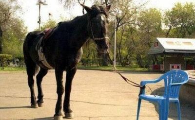 Öğrenilmiş Çaresizlik