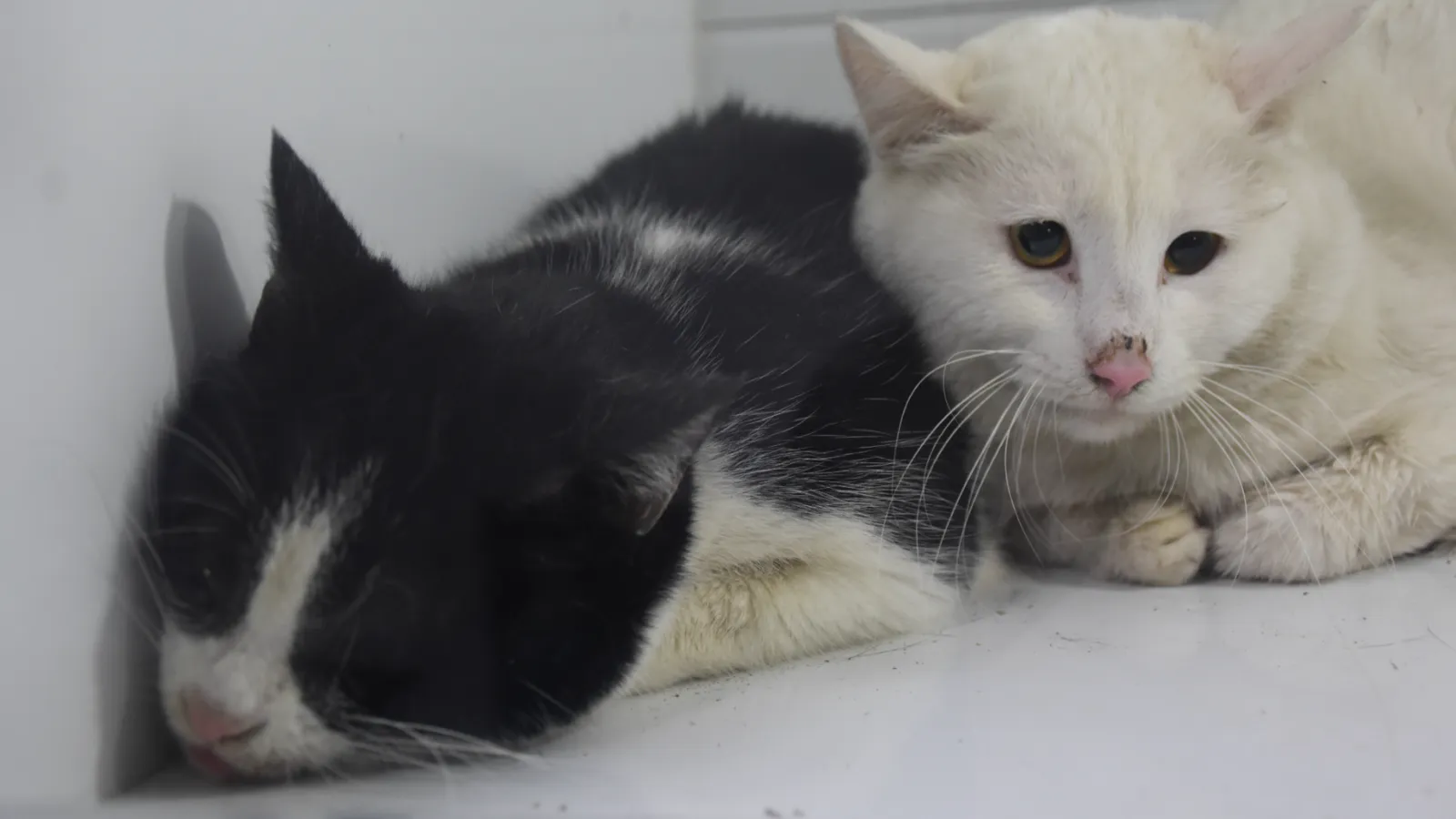 Kedi evi yandı: 10 kedi kurtarılabildi