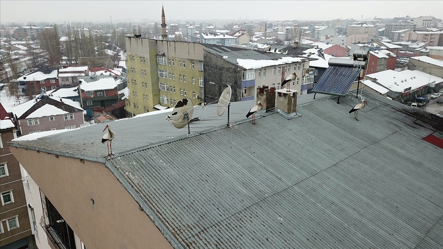Kışın ortasında Ağrı’da bahar müjdesi: Leylekler geldi