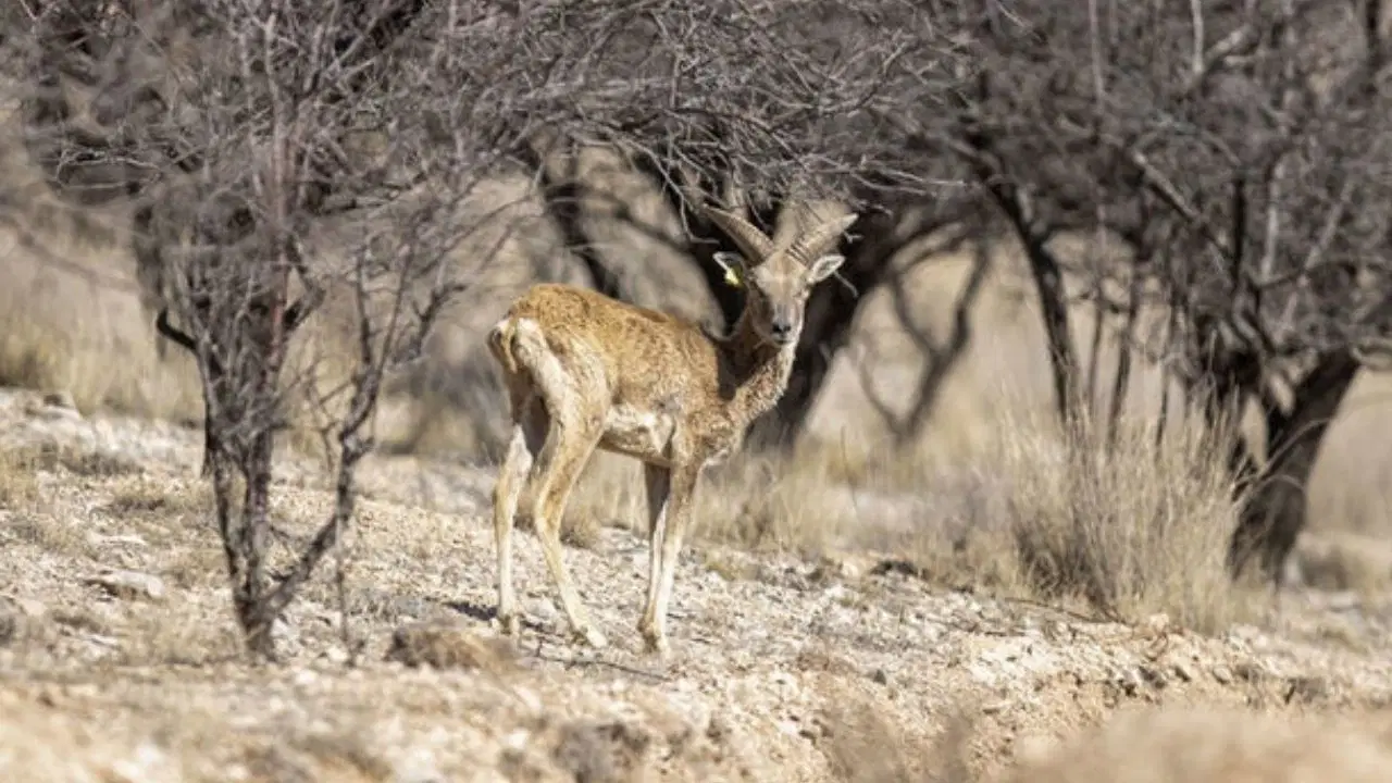 ‘Şu cerenin kaşı gözü sürmeli’: Az daha türküden ibaret kalacaklardı, sayıları 770’e ulaştı