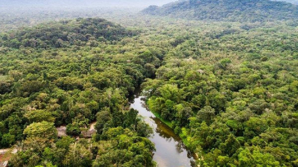 Dünyanın en uzun yılanı: Bir ineği tek hamlede yutabilir