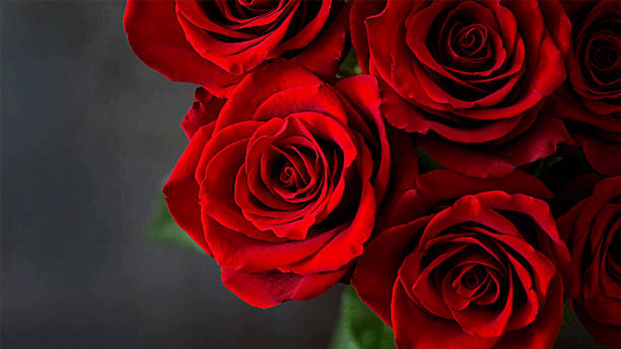 Yerli gülü don vurdu: Sevgililer Günü’nün gülleri Kenya ve Uganda’dan