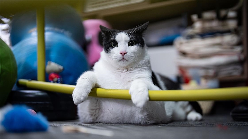 Kedi Boncuk diyet ve pilatesle zayıflamaya çalışıyor