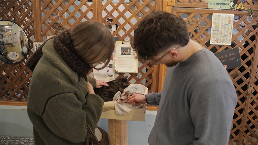 Paris kediler için bile başka: Patiseverler kafede kedilerle buluşuyor