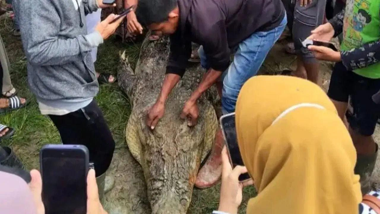 Nehirde kaybolan kadın timsahın midesinde bulundu