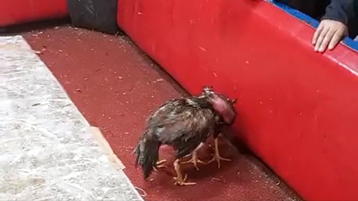 Horoz dövüşüne suçüstü: ‘Biz dövüştürmedik, sizden korkup kavgaya başladılar’