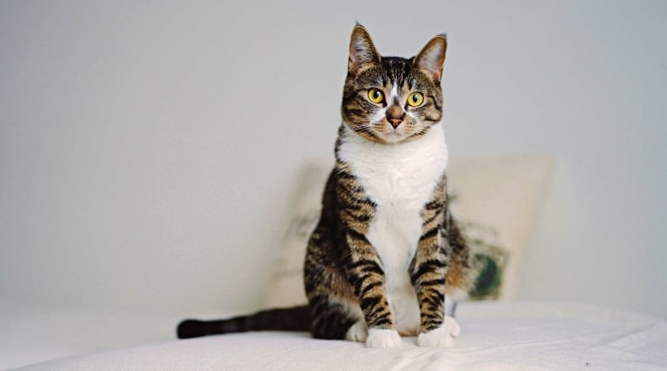 Araştırma: Kediler insanda kanser tedavisine yol gösterebilir