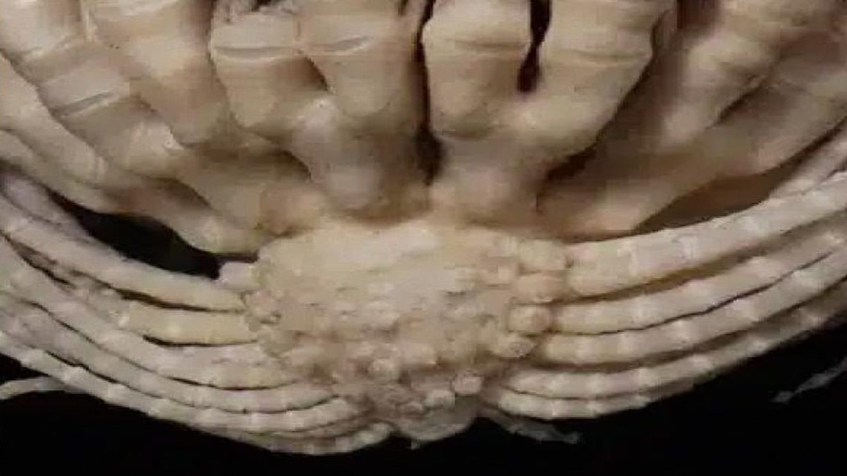 1900 derinlikte keşfedildi: 20 kolu var, çileğe benziyor