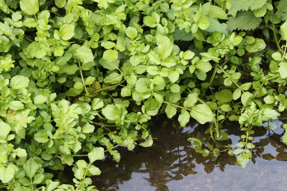 Yabani ot ama faydasını duyan evde yetiştirmeye başlıyor