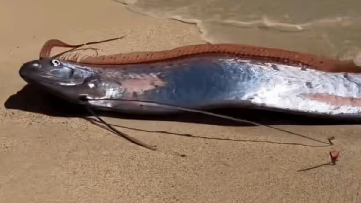 Kıyamet balığı bu yıl üçüncü kez görüldü: Deprem mesajı mı?