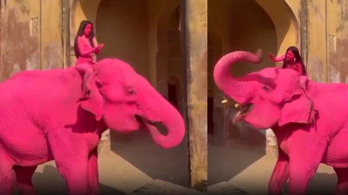 65 yaşındaki fil magazin kurbanı oldu: Pembeye boyadılar, kahrından öldü