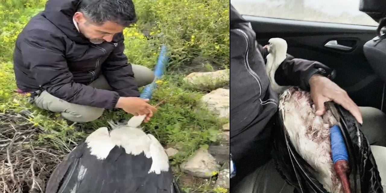 Binlerce kilometre uçtu, Hatay’da vuruldu: Yaralı leylek tedaviye alındı