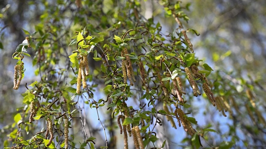 İklim değişikliği polen sezonunu erkene çekti