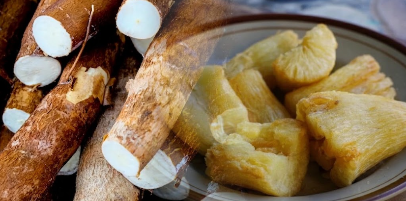 500 milyonu aşkın insan ekmek yerine onu yiyor: Çiğ yiyene zehir