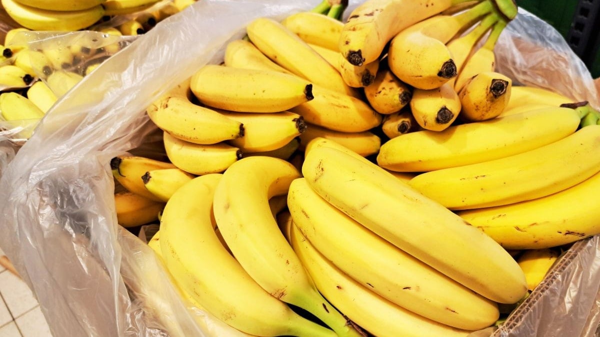 Muzun devri kapandı: Asıl şampiyon o değilmiş