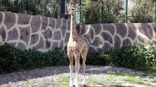 Müjdeyi Fatma Şahin verdi: Türkiye’de doğan ilk zürafaya isim aranıyor