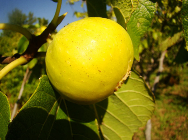Dünyanın gözü ‘sarı altın’da: 100’ü aşkın ülkeye ihraç ediliyor