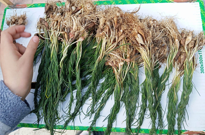 Zuzubak otu: Kaç kişi adını duydu bilinmez, ama altın değerinde