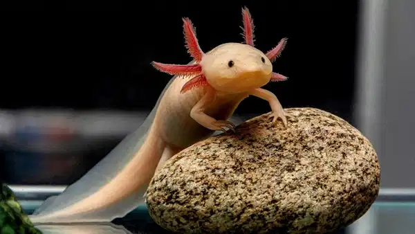 Genetik kodlar çözüldü: İnsanın uzuvlarının yenilenmesi mümkün mü?