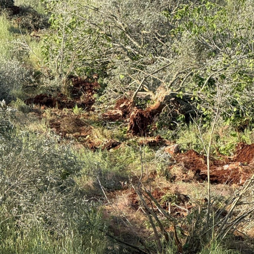 ‘Rabbin sana tam tersini emretti’: İsrailli grup Batı Şeria’da 400 zeytin ağacını kesti