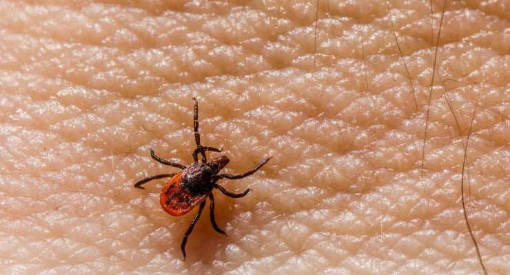 Yine kene kâbusu:  KKKA’dan ilk ölüm