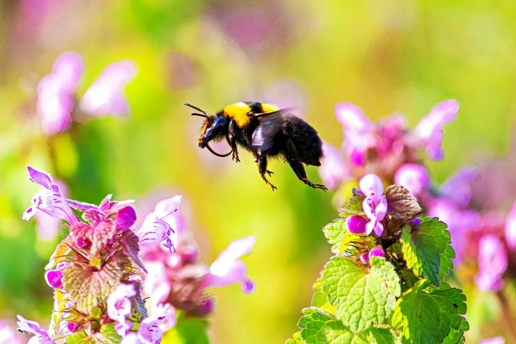 Araştırma: Arılar matematik biliyor mu