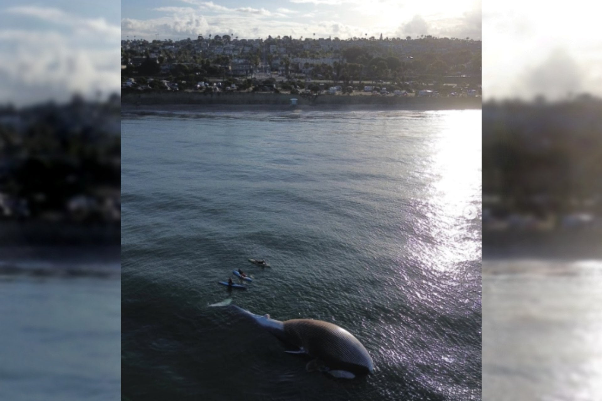 Köpek balıkları ölü balina için sahile üşüştü, tehlike alarmı verildi